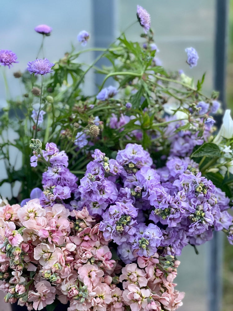 Matthiola incana StoX® | Stock - therapyofflowers.com