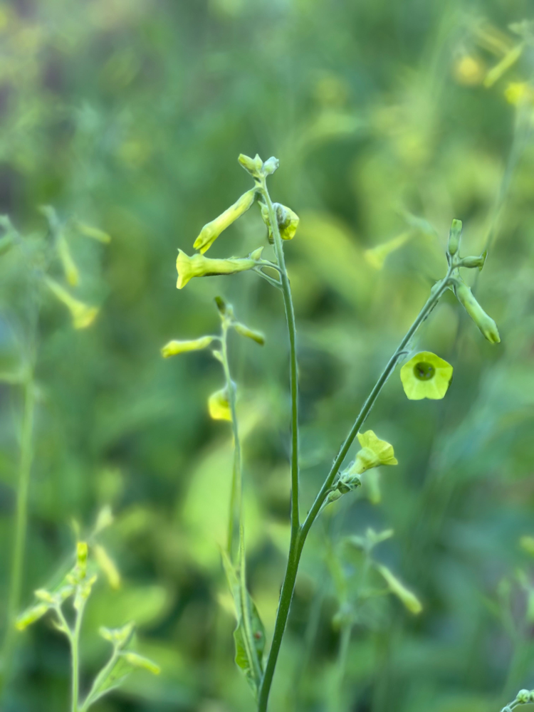 Nicotiana | Tobacco Plant - therapyofflowers.com