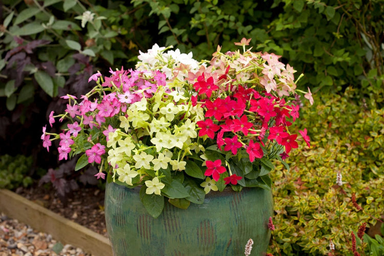 Nicotiana x sanderae Star Flare - therapyofflowers.com