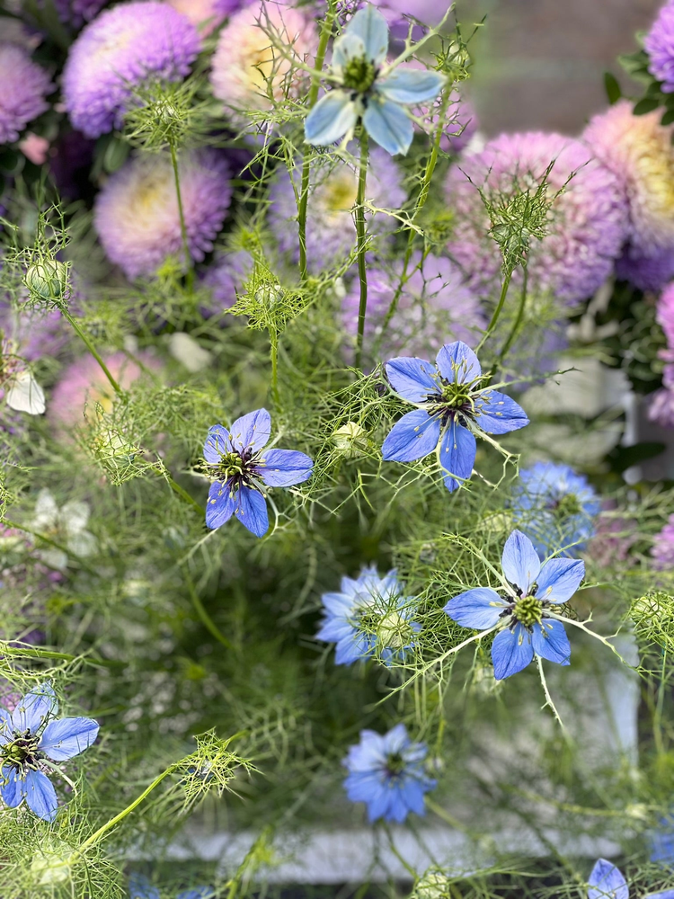 Nigella | Love-in-a-Mist - therapyofflowers.com