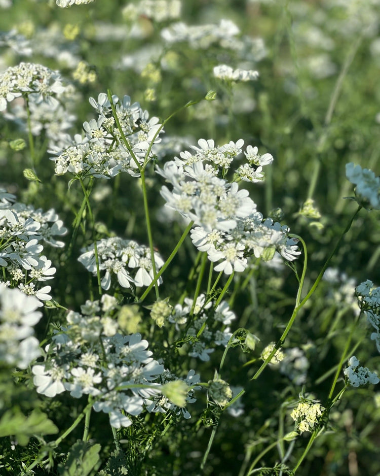 Orlaya grandiflora | Lace Flower - therapyofflowers.com