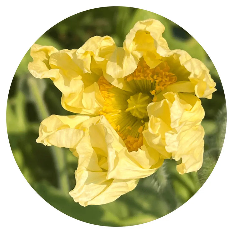 Papaver nudicaule COLIBRI®