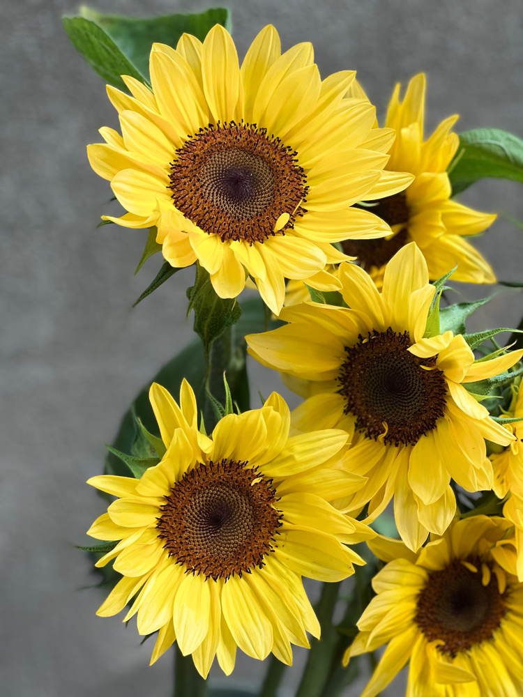 Premium Sunflowers | Helianthus annuus