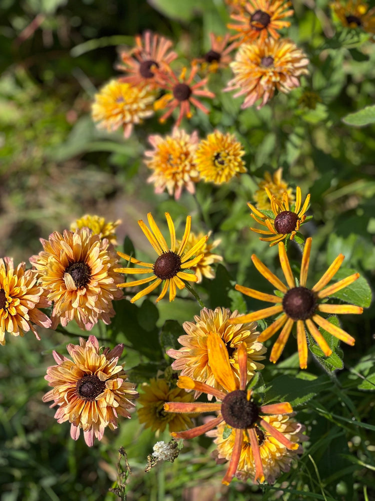 Rudbeckia hirta - therapyofflowers.com