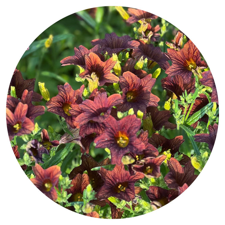 Salpiglossis Sinuata | Painted Tongue | Vibrant, Exotic Blooms for Your Garden