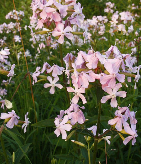 Saponaria officinalis | Soapwort - therapyofflowers.com