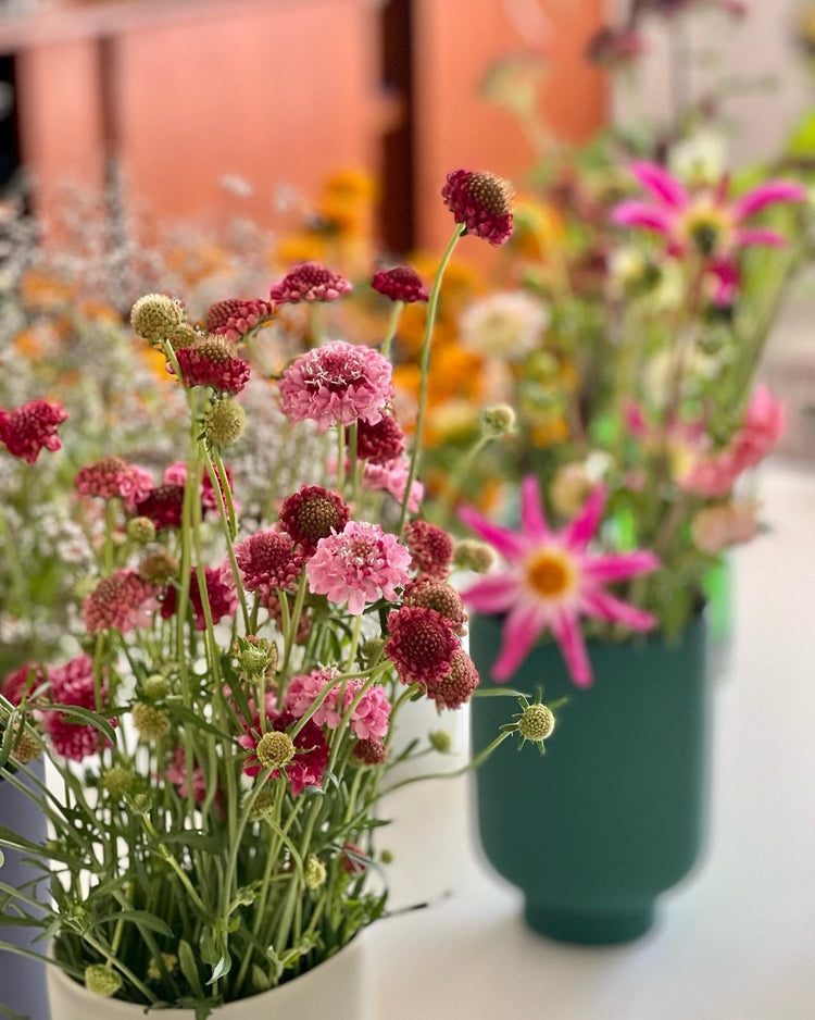 Scabiosa atropurpurea | Pincushion Flower - therapyofflowers.com