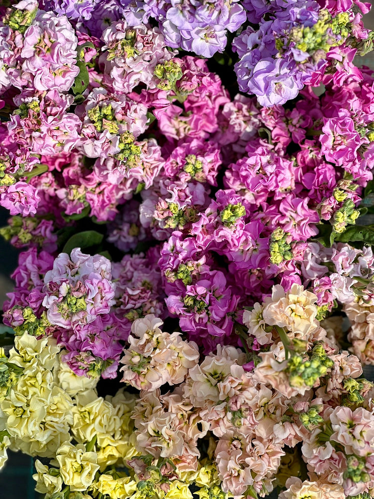 Shop all Matthiola | Lefkojas