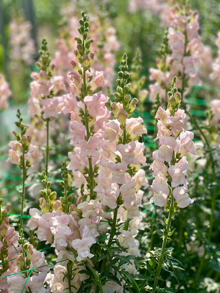 Snapdragon | Antirrhinum majus