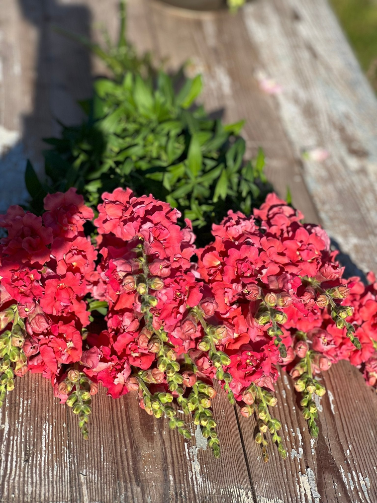 Snapdragon Madame Butterfly Rose