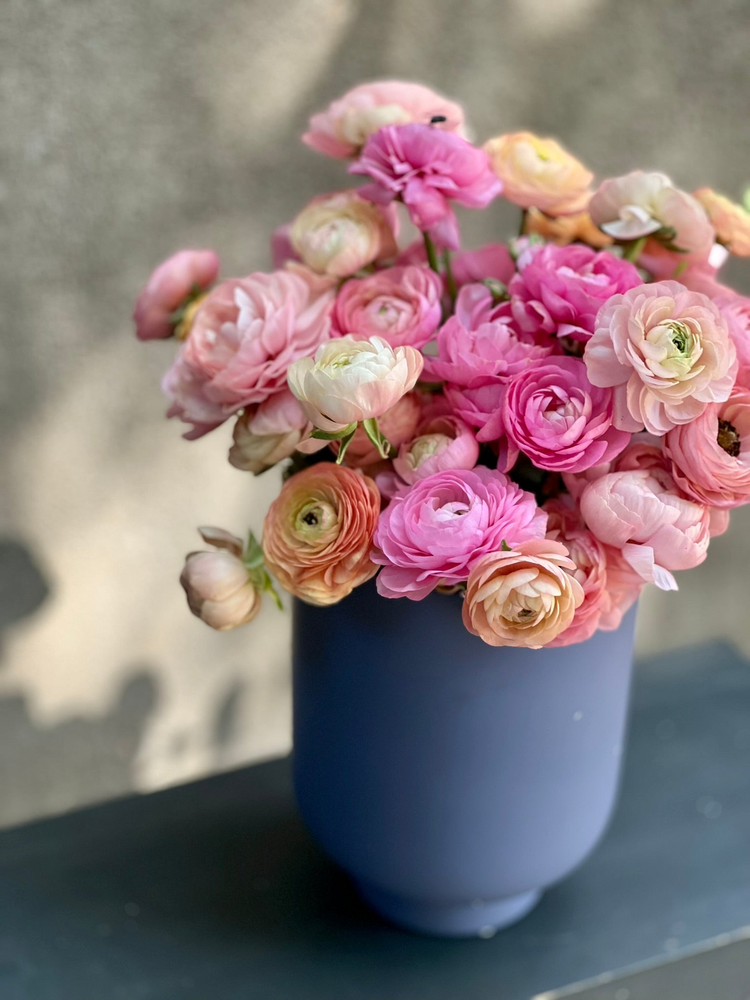 Spring planted bulbs - Ranunculus Elegance Pastello