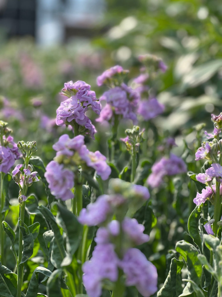 Stock | Matthiola Column - therapyofflowers.com