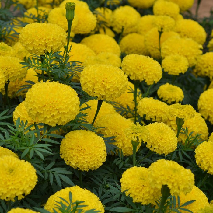 Tagetes erecta | Marigold Big Duck® - therapyofflowers.com