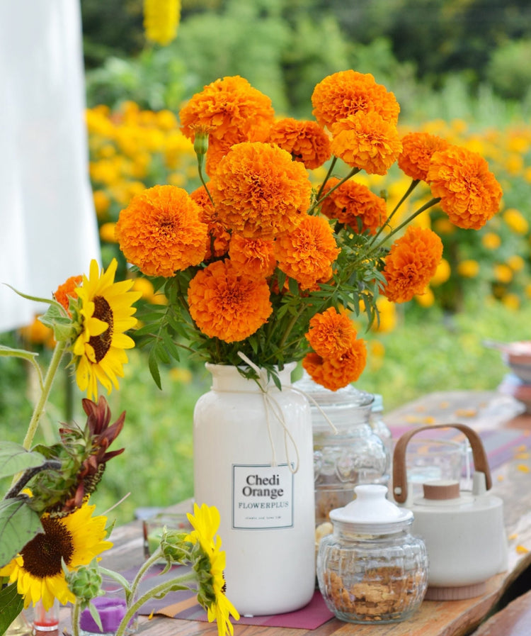 Tagetes erecta | Marigold Chedi® - therapyofflowers.com