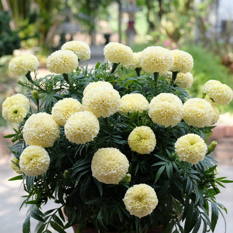 Tagetes erecta | Marigold Swan - therapyofflowers.com