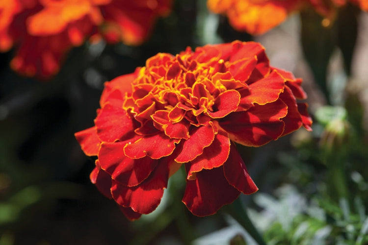 Tagetes patula | French Marigold Seeds | Bam Bam Series - therapyofflowers.com