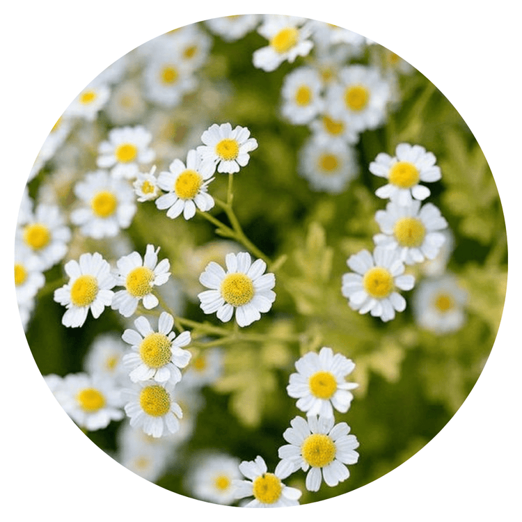 Tanacetum parthenium | Matricaria | Feverfew - therapyofflowers.com