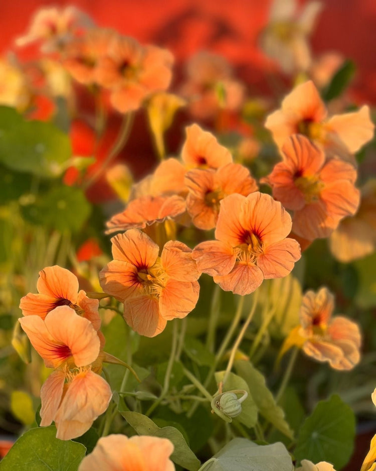 Tropaeolum majus | Nasturtium | Kapuzinerkresse | Capucine - therapyofflowers.com