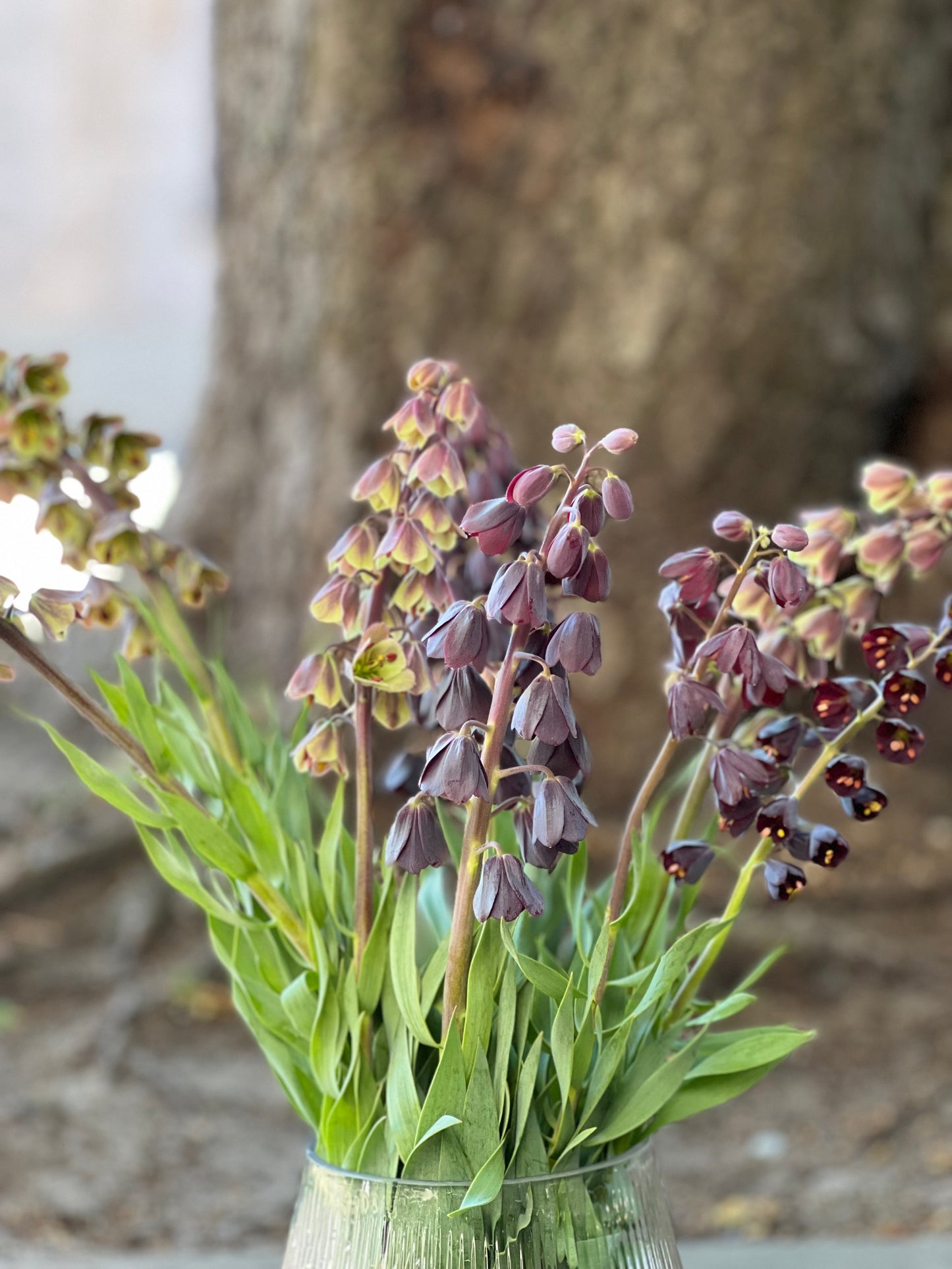 Fritillaria persica Magic Bells