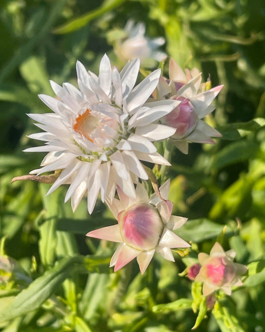 Helichrysum bracteatum, White
Strawflower, Paper Daisy