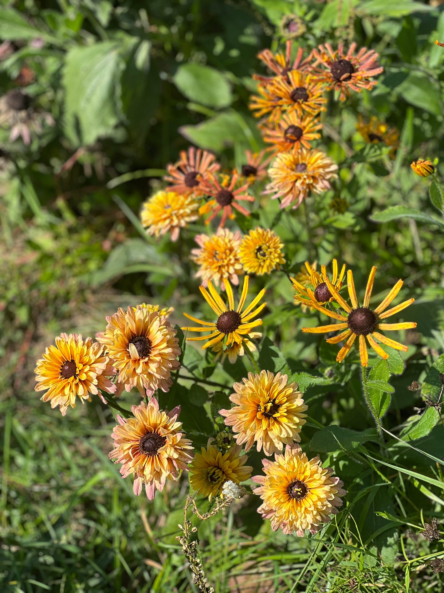 Rauer Sonnenhut Sahara