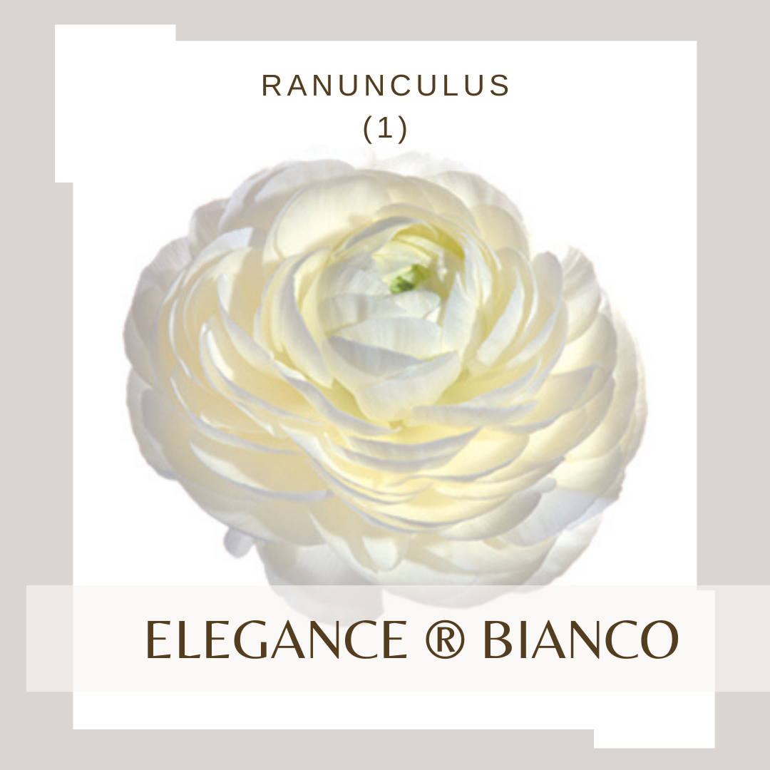 Ranunculus Elegance®  BIANCO 1
