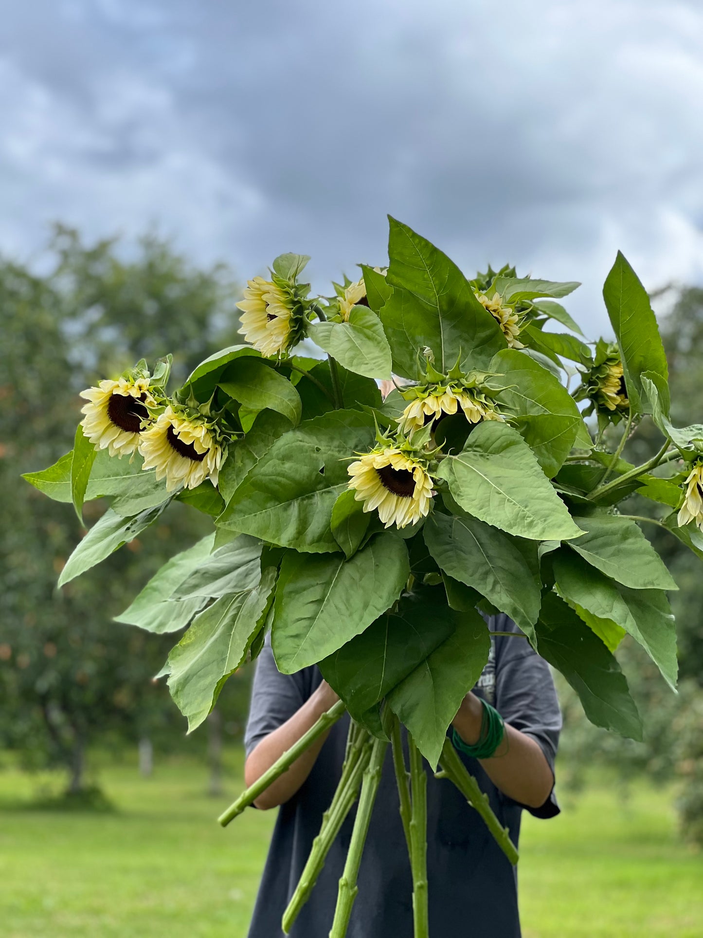 Sunflower ProCut® White Nite F1