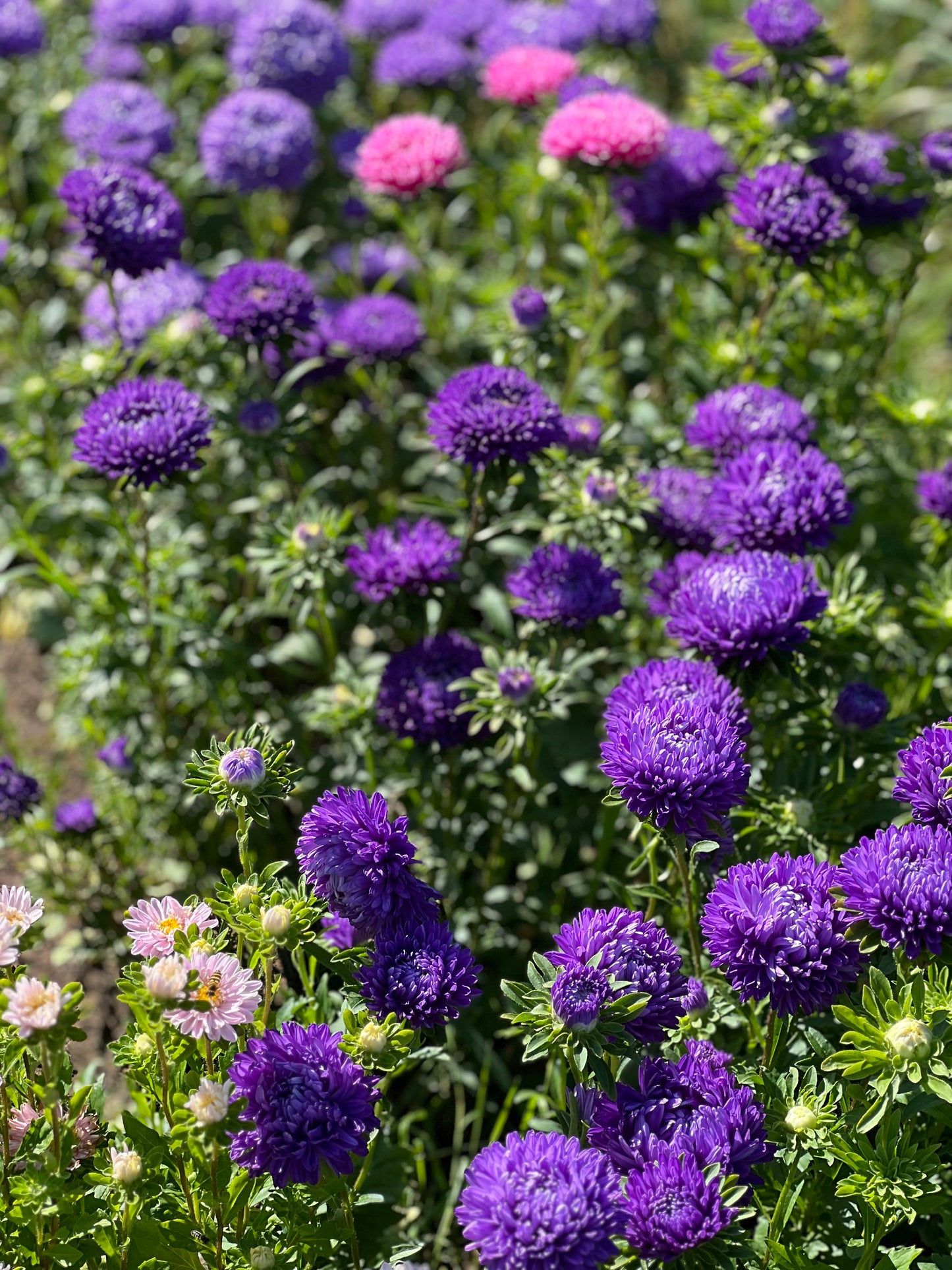 Aster Lady Coral® Dark Blue FS.