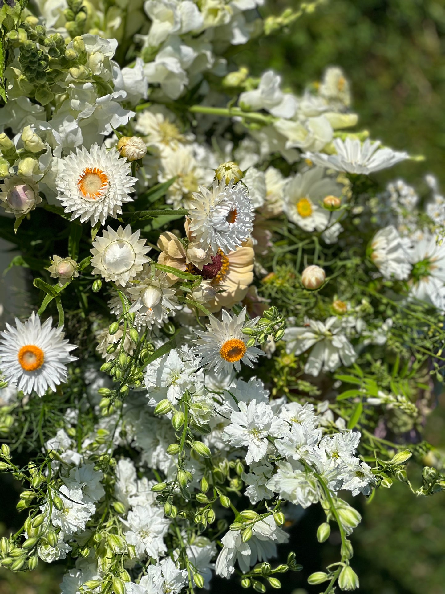 Helichrysum bracteatum |Strawflower White