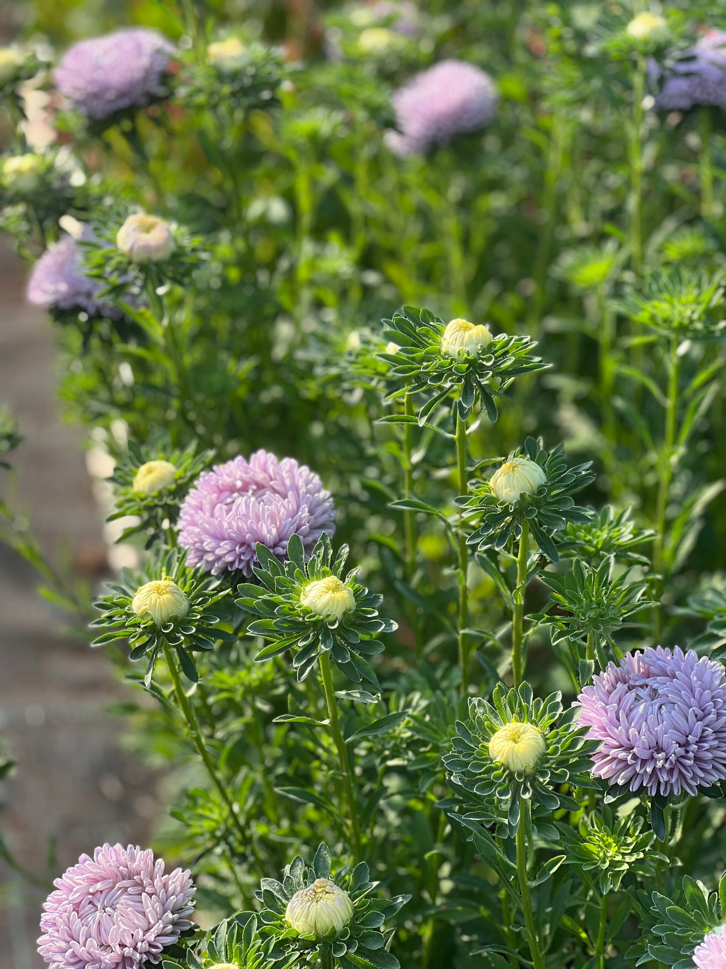 Sommeraster Lady Coral® Lavender