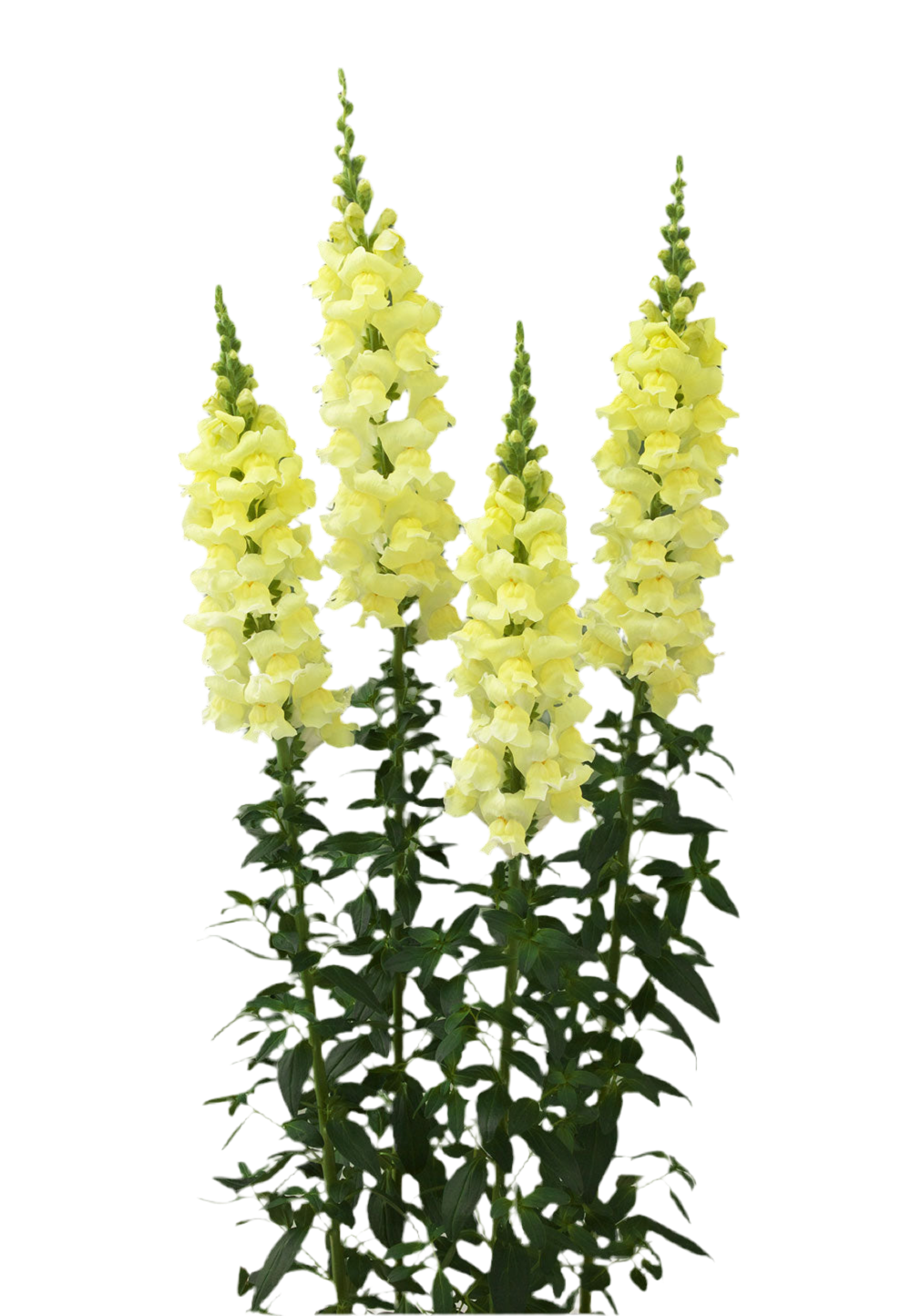 Snapdragon Legend Light Yellow F1