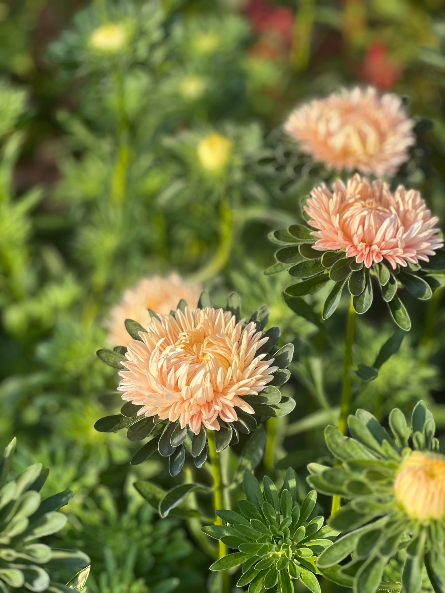 Aster NEW Syringa Gold Salmon