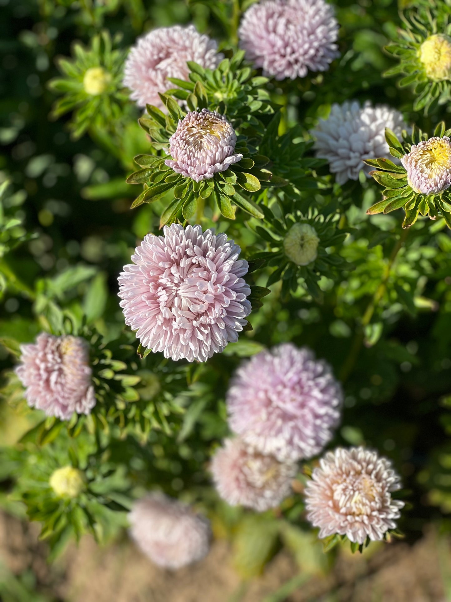 Aster Lady Coral® Lavender.