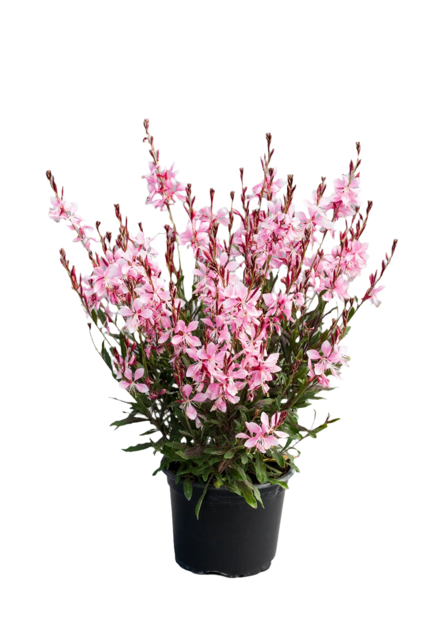 Gaura lindheimeri Emmeline Pink Bouquet | Cut Flower Seeds