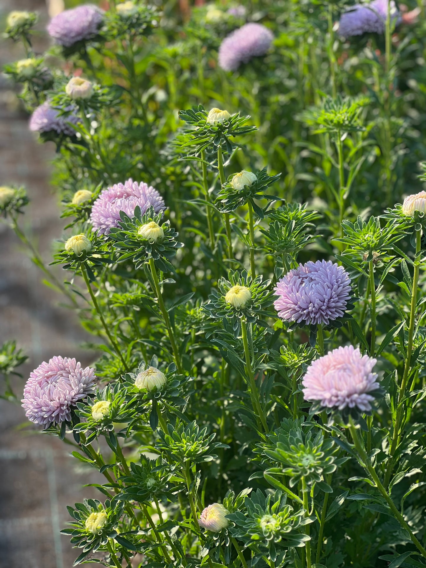 Aster Lady Coral® Lavender.