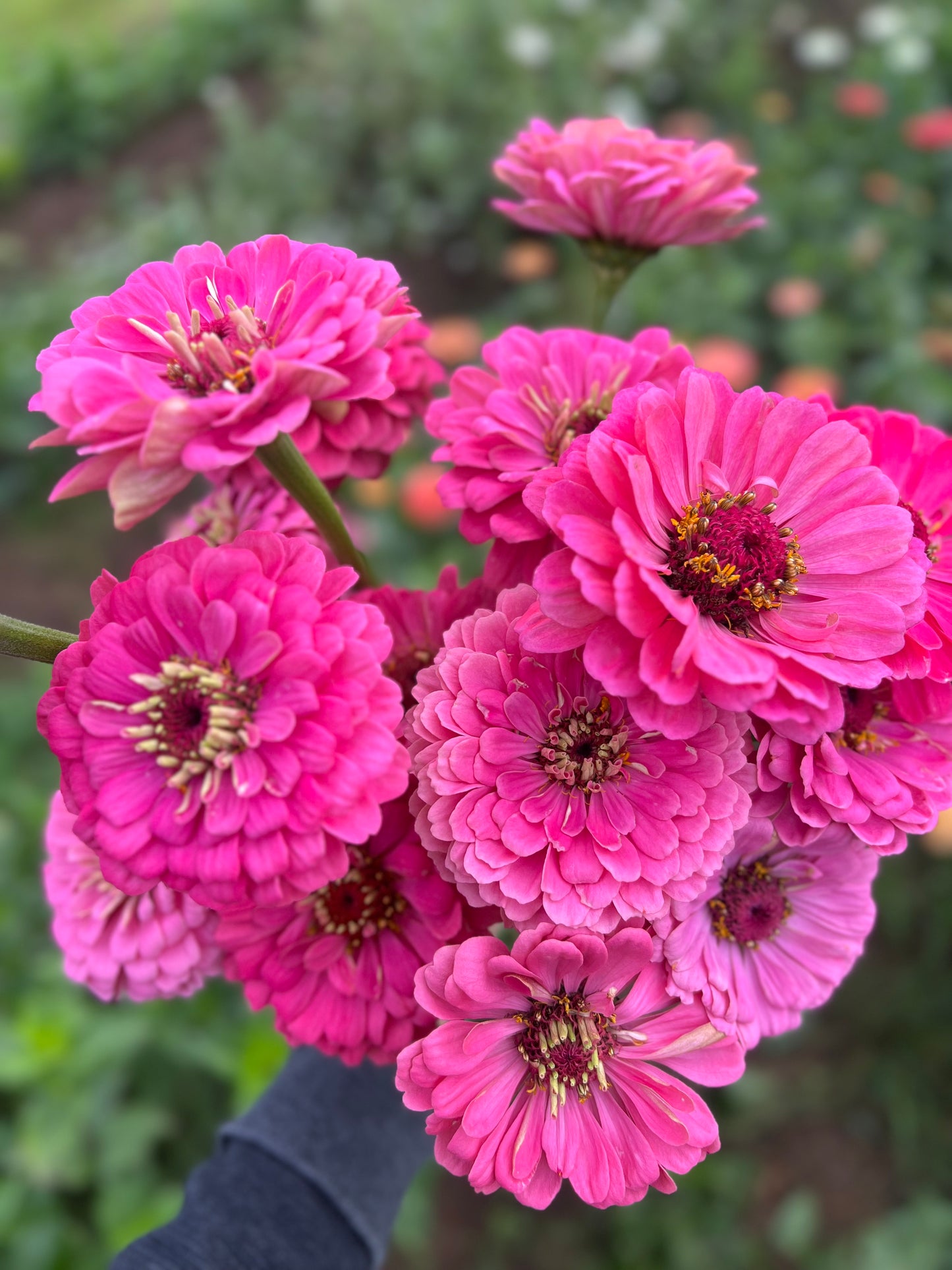 Zinnien Benary's Giant Bright Pink