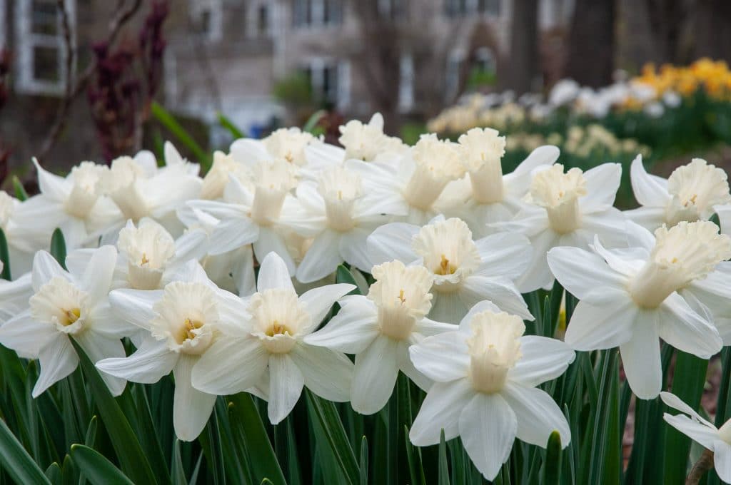 Narcissus Watch Up