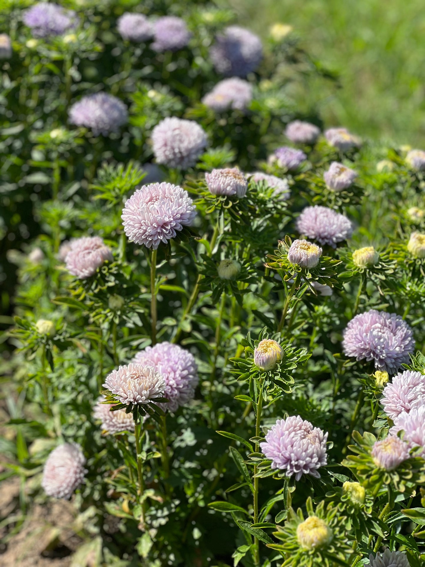 Aster Lady Coral® Lavender.