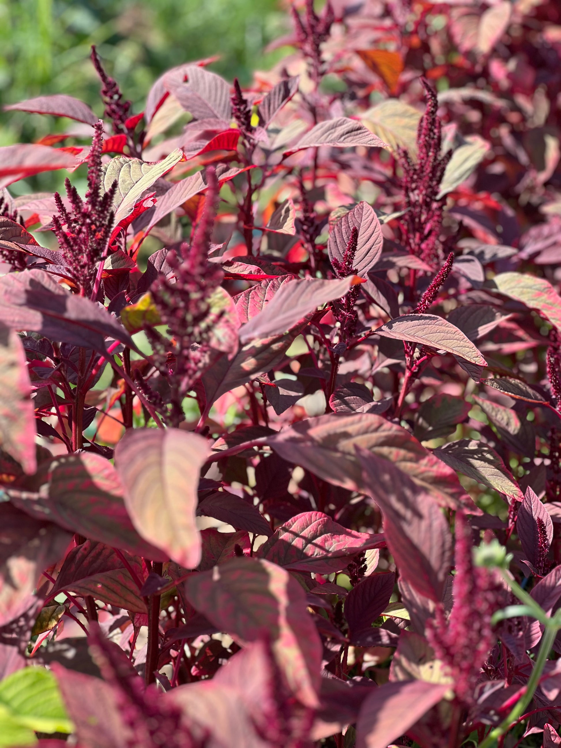 Amaranthus cruentus Velvet Curtains - therapyofflowers.com