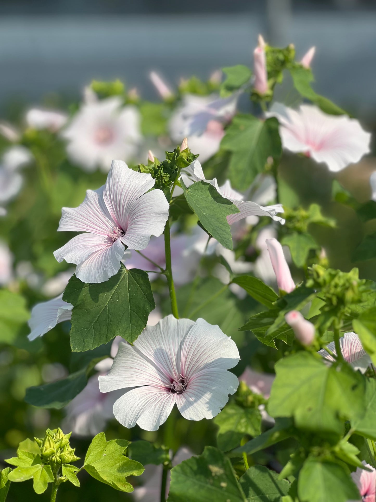 Lavatera 'Silver Blush'