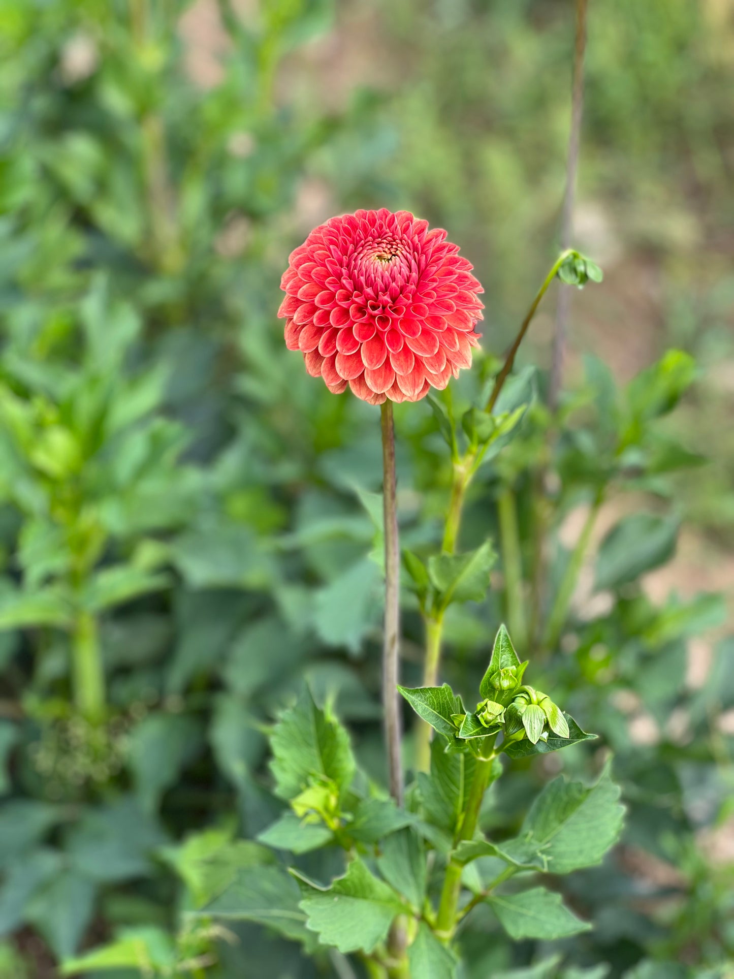 Dahlia Beatrice