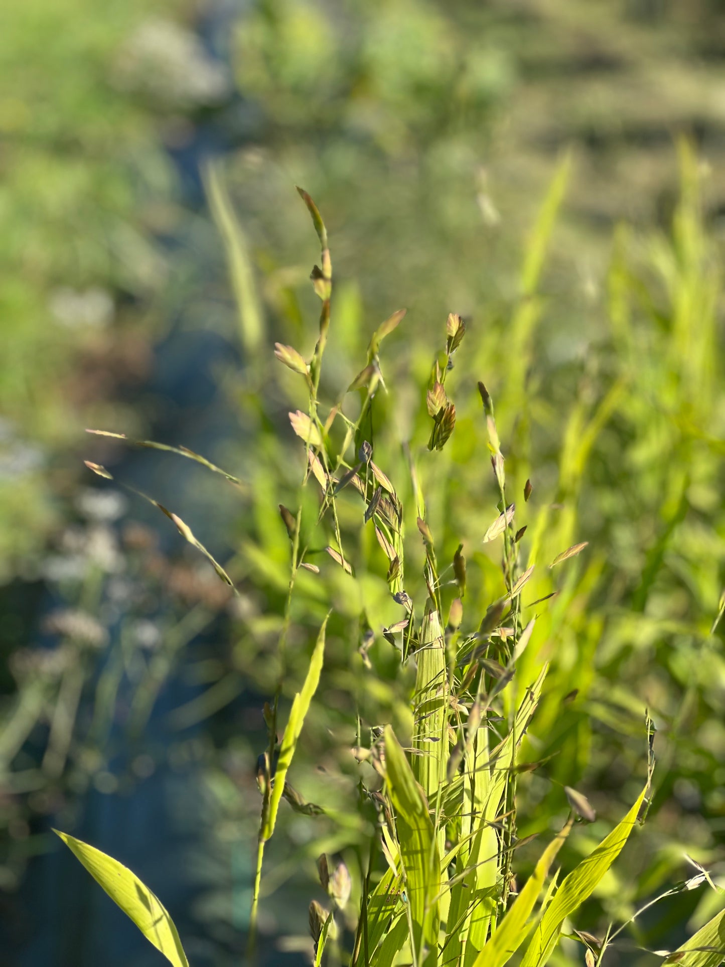 Chasmanthium latifolium Green Dangles | Spangle Grass |  Sea Oats