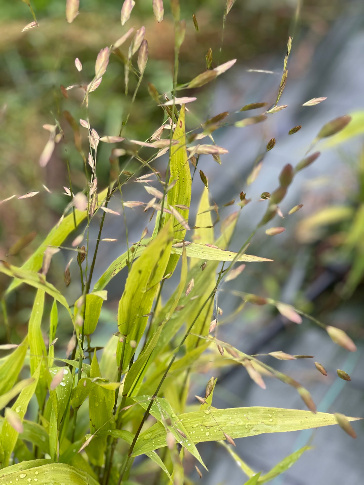 Chasmanthium latifolium Green Dangles | Spangle Grass |  Sea Oats