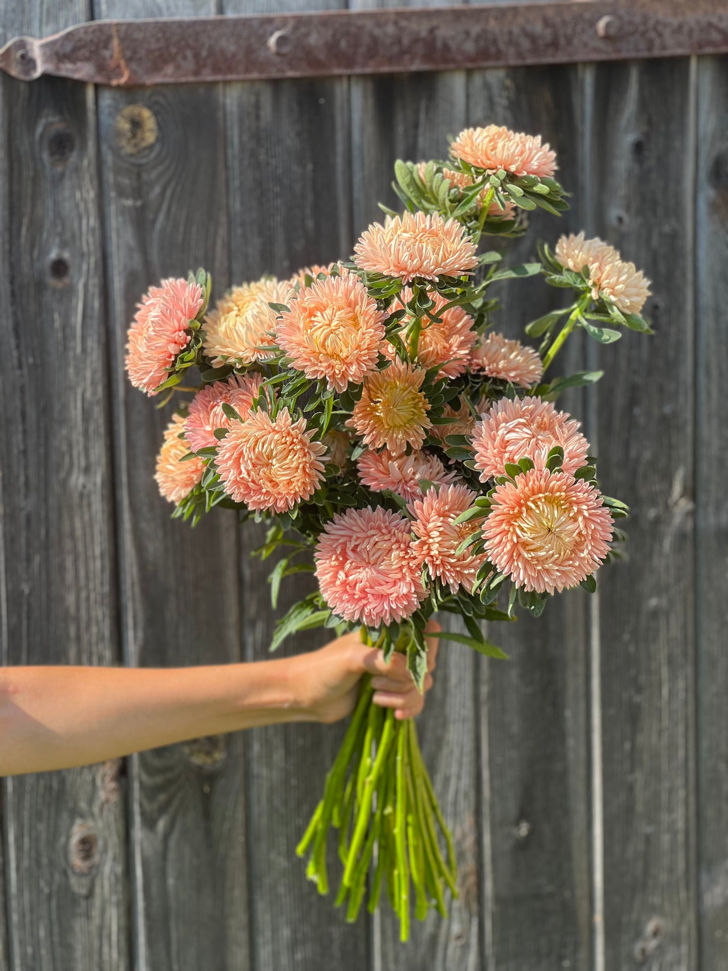 Aster NEW Syringa Gold Salmon