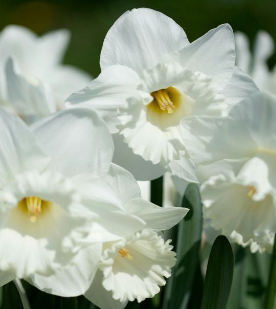 Narcissus Mount Hood