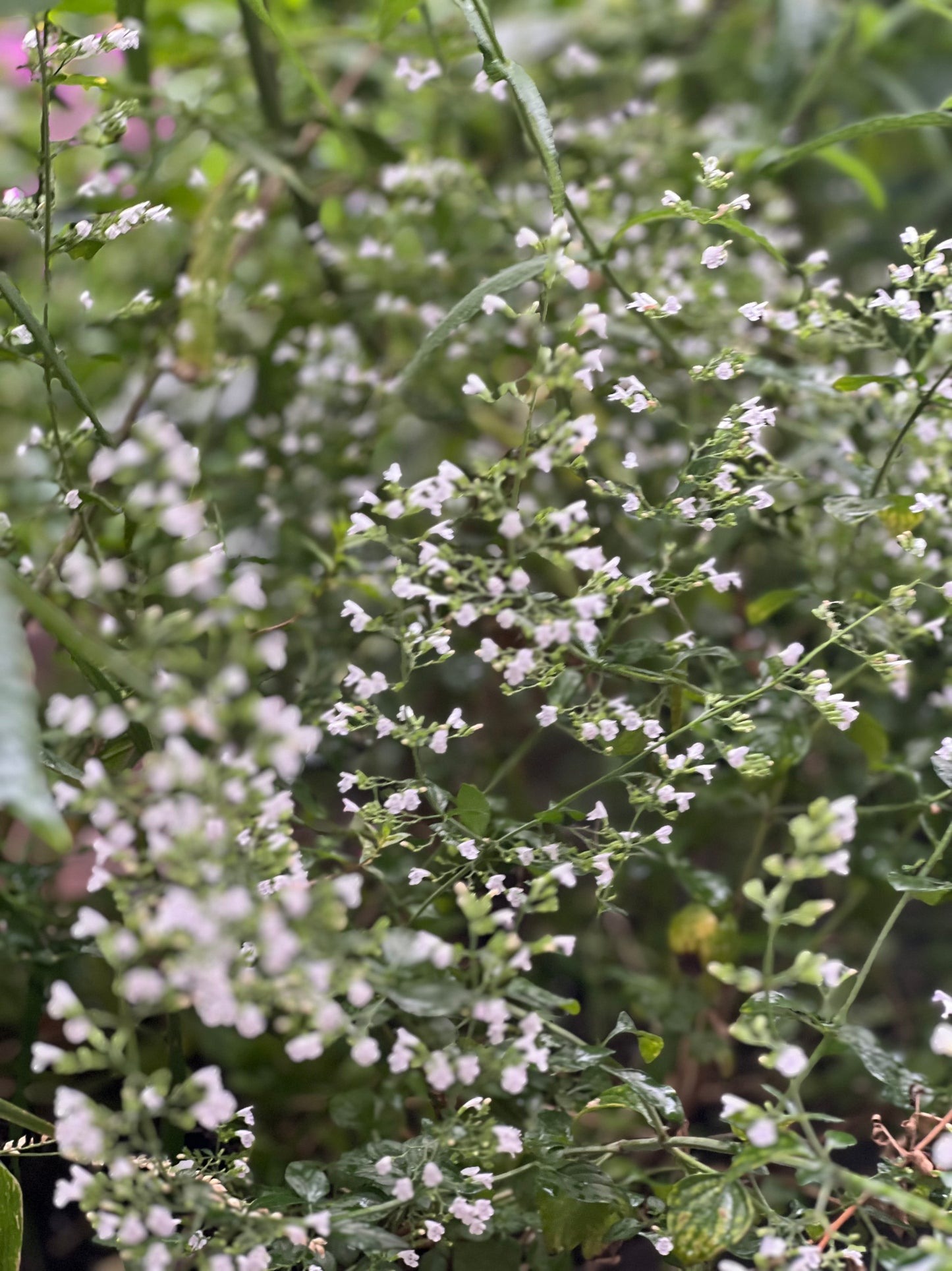 Calamintha nepeta Marvelette White