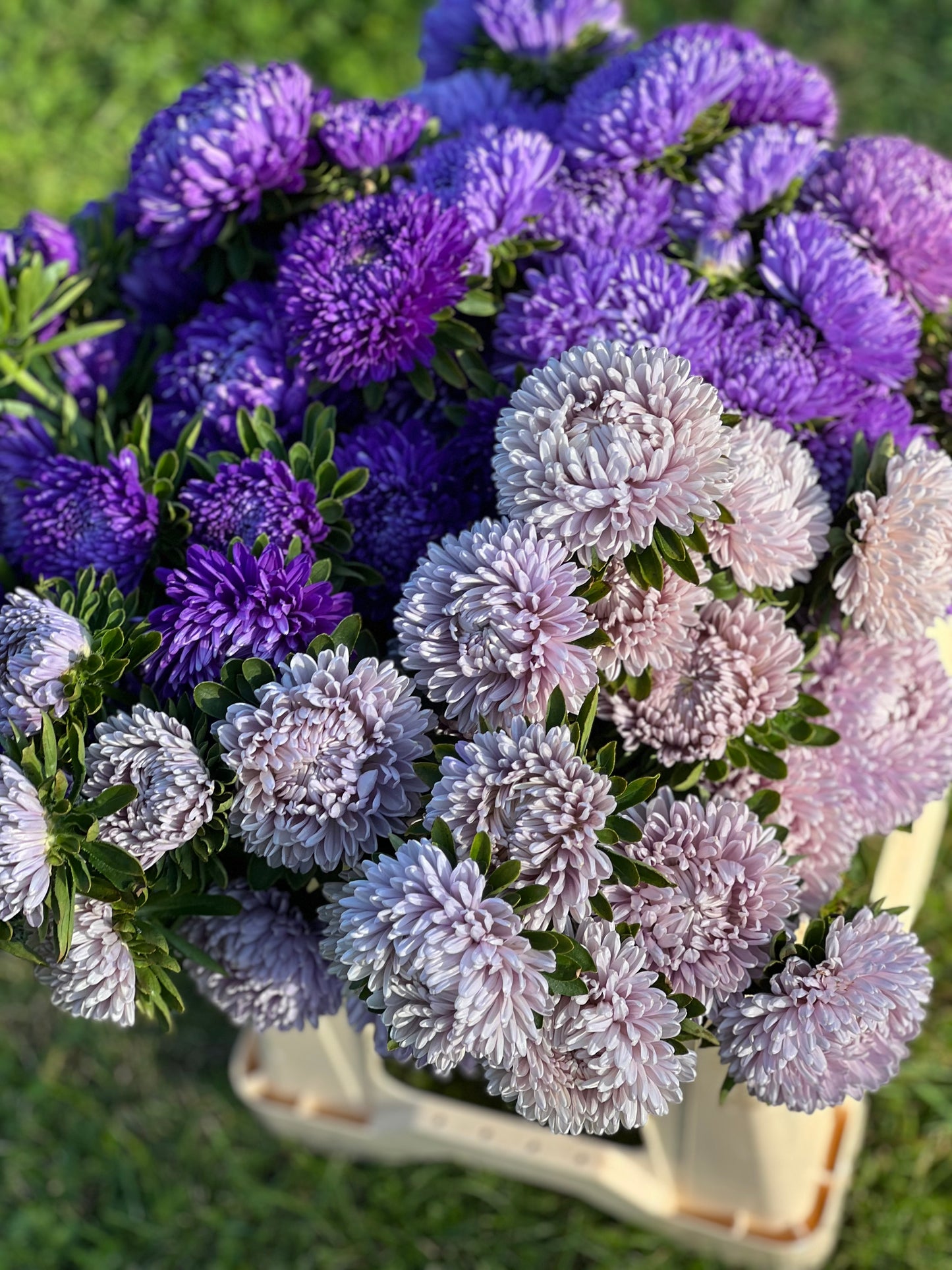 Aster Lady Coral® Lavender.