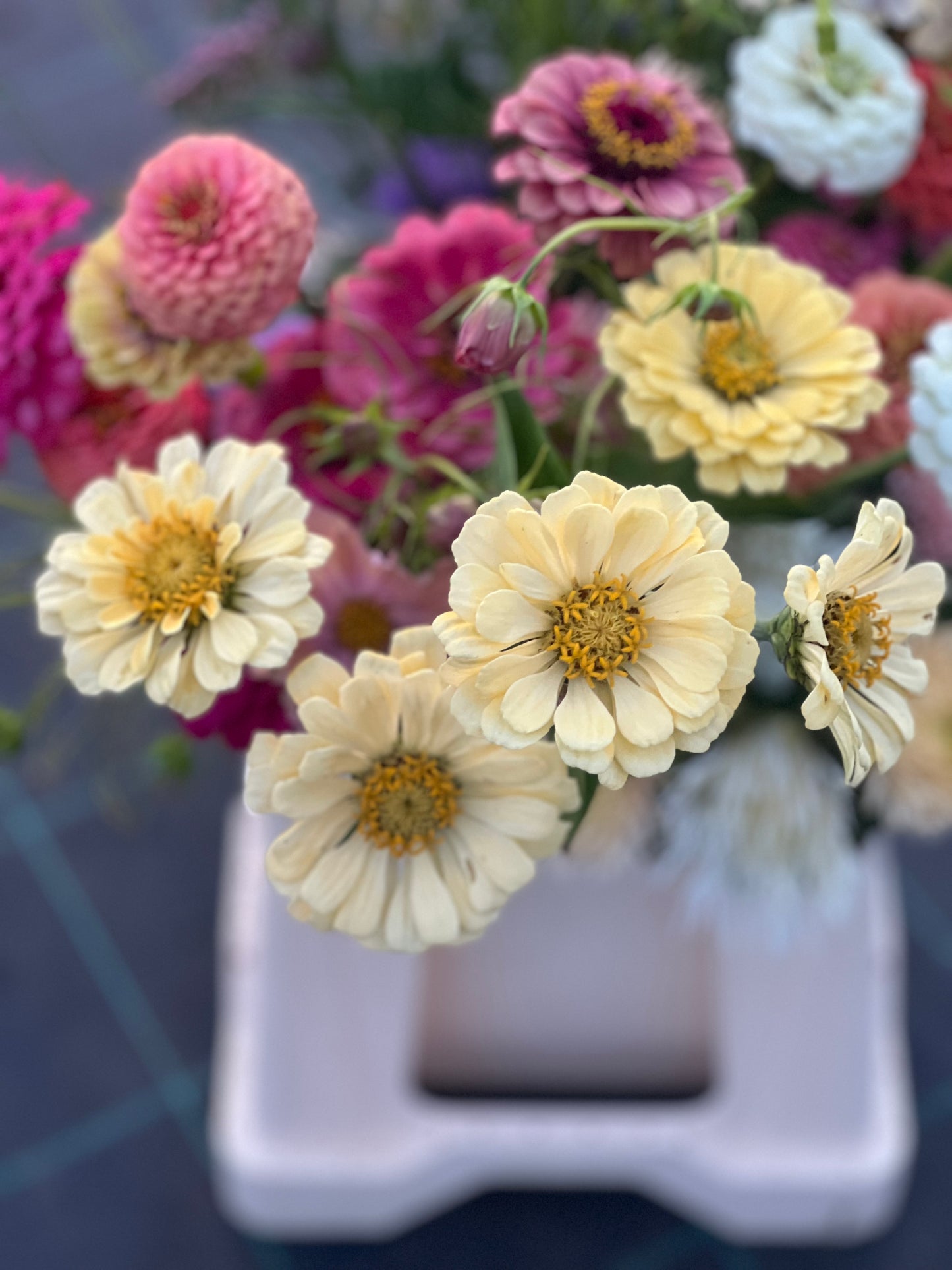 Zinnia elegans Isabellina Creamy Yellow