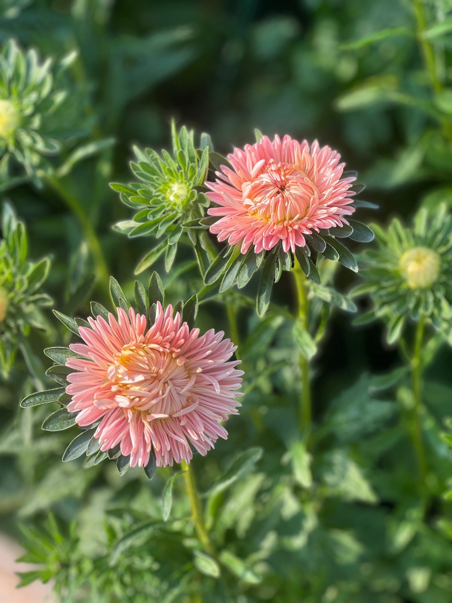 Aster NEW Syringa Gold Salmon