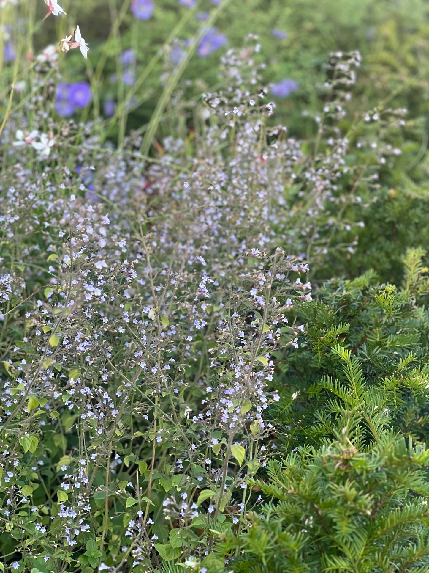 Calamintha nepeta Marvelette Blue